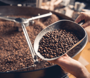 Coffee Plants